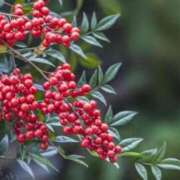 ヒメ日記 2025/03/14 11:21 投稿 ふゆな 奥様特急長岡店