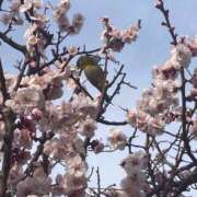 朋香 全快✨ モアグループ所沢人妻城