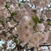 ヒメ日記 2026/04/10 03:42 投稿 鈴鹿やよい 渋谷ガーデン