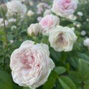 ヒメ日記 2025/04/21 08:27 投稿 源　れな プルプル京都性感エステ　はんなり