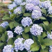 ヒメ日記 2025/06/27 00:11 投稿 源　れな プルプル京都性感エステ　はんなり