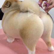 ヒメ日記 2025/03/24 23:01 投稿 はるな りんくう泉佐野ちゃんこ