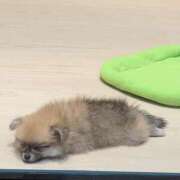 ヒメ日記 2025/05/08 18:26 投稿 はるな りんくう泉佐野ちゃんこ