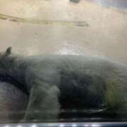 ヒメ日記 2025/06/02 13:29 投稿 はるな りんくう泉佐野ちゃんこ