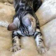 ヒメ日記 2025/07/05 20:40 投稿 はるな りんくう泉佐野ちゃんこ