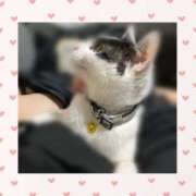 ヒメ日記 2025/04/11 05:17 投稿 チチ りんくう泉佐野ちゃんこ