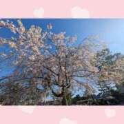 ヒメ日記 2026/04/09 16:32 投稿 チチ りんくう泉佐野ちゃんこ