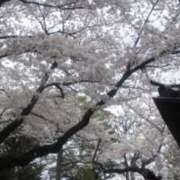 ヒメ日記 2025/04/08 10:06 投稿 阪本由美 五十路マダム　和歌山店