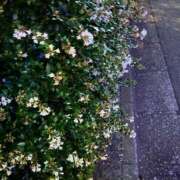 ヒメ日記 2025/07/02 22:23 投稿 ここみ 立川女学園