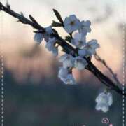 ヒメ日記 2025/04/08 10:34 投稿 もな 熟女の風俗最終章 新潟店