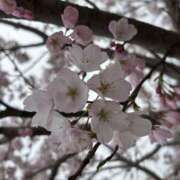 ヒメ日記 2025/04/03 23:12 投稿 唯月めい AJ DOLLS(エージェイドールズ)