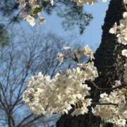 ヒメ日記 2025/04/05 20:20 投稿 なつこ セレブクエスト-koshigaya-