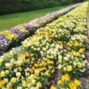 まり 完熟ばなな立川店　まり 完熟ばなな八王子