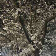 ヒメ日記 2025/03/29 04:08 投稿 なぎ 錦糸町ミセスアロマ（ユメオト）