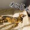 飛鳥 多摩微熟女マッサージ（多摩センター/デリヘル）