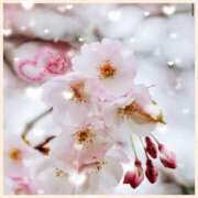 ヒメ日記 2025/03/15 09:50 投稿 さくら DIVA-ディーバ-【DIVAグループ】