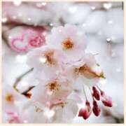 ヒメ日記 2026/01/28 22:35 投稿 さくら DIVA-ディーバ-【DIVAグループ】