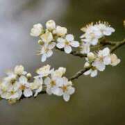 ヒメ日記 2025/02/12 08:44 投稿 しほ ニューヨークニューヨーク