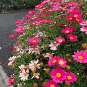 ヒメ日記 2025/03/31 11:54 投稿 凛玖 東京人妻フォーシーズンズ