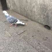 ヒメ日記 2025/04/09 10:54 投稿 凛玖 東京人妻フォーシーズンズ