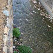 ヒメ日記 2025/04/17 14:04 投稿 凛玖 東京人妻フォーシーズンズ