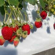 ヒメ日記 2025/04/26 10:54 投稿 凛玖 東京人妻フォーシーズンズ