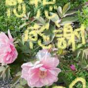 ヒメ日記 2025/04/29 10:44 投稿 凛玖 東京人妻フォーシーズンズ