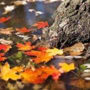 若草藍子(わかくさあいこ) 明日♪ 五十路マダムエクスプレス厚木店(カサブランカグループ)