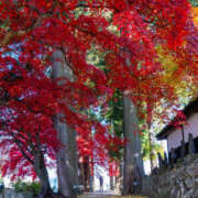 若草藍子(わかくさあいこ) ありがとうございました♪ 五十路マダムエクスプレス厚木店(カサブランカグループ)