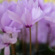 ヒメ日記 2025/12/18 18:54 投稿 若草藍子(わかくさあいこ) 五十路マダムエクスプレス厚木店(カサブランカグループ)