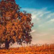 ヒメ日記 2025/12/22 19:42 投稿 若草藍子(わかくさあいこ) 五十路マダムエクスプレス厚木店(カサブランカグループ)