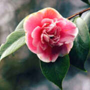 ヒメ日記 2026/01/08 19:08 投稿 若草藍子(わかくさあいこ) 五十路マダムエクスプレス厚木店(カサブランカグループ)