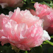 ヒメ日記 2026/01/21 12:12 投稿 若草藍子(わかくさあいこ) 五十路マダムエクスプレス厚木店(カサブランカグループ)