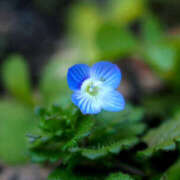 ヒメ日記 2026/01/27 19:32 投稿 若草藍子(わかくさあいこ) 五十路マダムエクスプレス厚木店(カサブランカグループ)