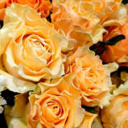 ヒメ日記 2026/01/29 08:34 投稿 若草藍子(わかくさあいこ) 五十路マダムエクスプレス厚木店(カサブランカグループ)