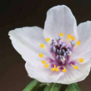 ヒメ日記 2026/02/05 22:10 投稿 若草藍子(わかくさあいこ) 五十路マダムエクスプレス厚木店(カサブランカグループ)