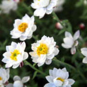 ヒメ日記 2026/02/06 20:14 投稿 若草藍子(わかくさあいこ) 五十路マダムエクスプレス厚木店(カサブランカグループ)