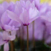 ヒメ日記 2026/02/09 19:20 投稿 若草藍子(わかくさあいこ) 五十路マダムエクスプレス厚木店(カサブランカグループ)