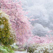 ヒメ日記 2026/02/17 19:50 投稿 若草藍子(わかくさあいこ) 五十路マダムエクスプレス厚木店(カサブランカグループ)