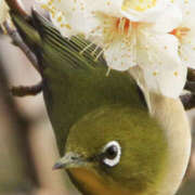 ヒメ日記 2026/02/23 20:10 投稿 若草藍子(わかくさあいこ) 五十路マダムエクスプレス厚木店(カサブランカグループ)