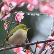 ヒメ日記 2026/03/05 16:28 投稿 若草藍子(わかくさあいこ) 五十路マダムエクスプレス厚木店(カサブランカグループ)