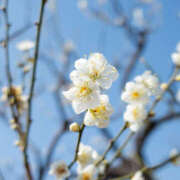 ヒメ日記 2026/03/07 11:44 投稿 若草藍子(わかくさあいこ) 五十路マダムエクスプレス厚木店(カサブランカグループ)