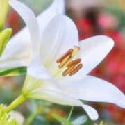 ヒメ日記 2026/03/10 23:24 投稿 若草藍子(わかくさあいこ) 五十路マダムエクスプレス厚木店(カサブランカグループ)