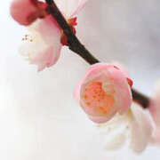 ヒメ日記 2026/03/13 17:14 投稿 若草藍子(わかくさあいこ) 五十路マダムエクスプレス厚木店(カサブランカグループ)