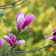 ヒメ日記 2026/03/18 18:26 投稿 若草藍子(わかくさあいこ) 五十路マダムエクスプレス厚木店(カサブランカグループ)