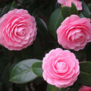 ヒメ日記 2026/03/20 19:24 投稿 若草藍子(わかくさあいこ) 五十路マダムエクスプレス厚木店(カサブランカグループ)