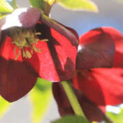 ヒメ日記 2026/03/22 12:48 投稿 若草藍子(わかくさあいこ) 五十路マダムエクスプレス厚木店(カサブランカグループ)