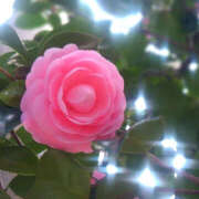 ヒメ日記 2026/03/24 00:26 投稿 若草藍子(わかくさあいこ) 五十路マダムエクスプレス厚木店(カサブランカグループ)