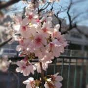 ヒメ日記 2026/03/27 11:32 投稿 若草藍子(わかくさあいこ) 五十路マダムエクスプレス厚木店(カサブランカグループ)