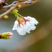 ヒメ日記 2026/04/04 19:04 投稿 若草藍子(わかくさあいこ) 五十路マダムエクスプレス厚木店(カサブランカグループ)